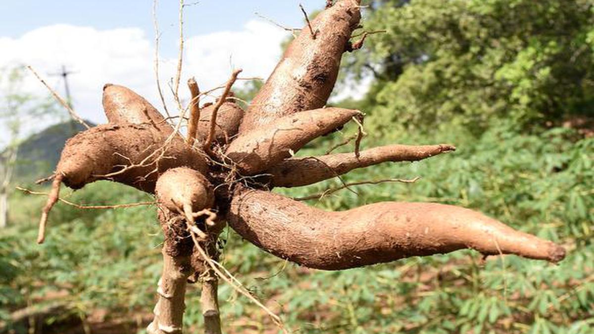 മരച്ചീനിക്ക് മൂടഴുകല്‍; ചേനയുടെ കട ചീയുന്നു :  കനത്ത മഴയില്‍ കിഴങ്ങ് വര്‍ഗങ്ങള്‍ക്ക് നാശം