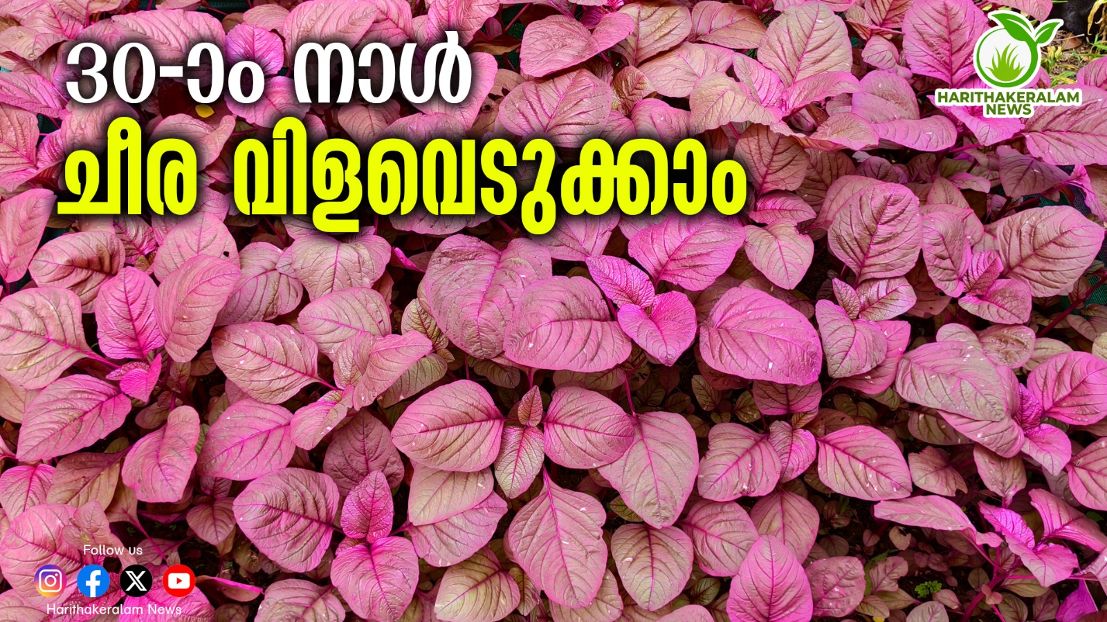 ഒരു തുണ്ടു ഭൂമി മതി :  കൃഷിയും എളുപ്പം ; മുപ്പതാം ദിവസം  വിളവെടുക്കാം - ഇങ്ങനെ ചെയ്യണം ചീരക്കൃഷി