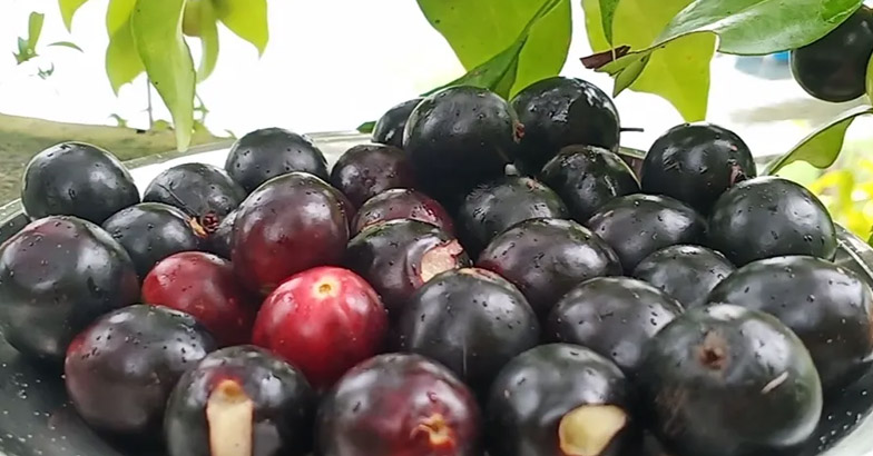 മിതമായ മധുരം, ജാം നിര്‍മിക്കാന്‍ ഉത്തമം: ആമസോണ്‍  കാടില്‍ നിന്നുമെത്തിയ റെയ്ന്‍ ഫോറസ്റ്റ് പ്ലം