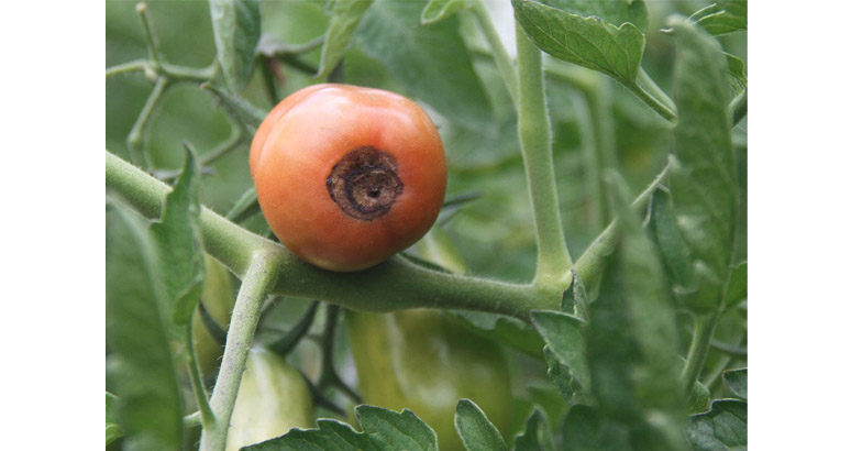 തെങ്ങിന് കൂമ്പടപ്പ് , പച്ചക്കറിക്കും പപ്പായയ്ക്കും വികൃത രൂപം;  വേനല്‍ക്കാലത്ത് അല്‍പ്പം ബോറോണ്‍ പ്രയോഗം 