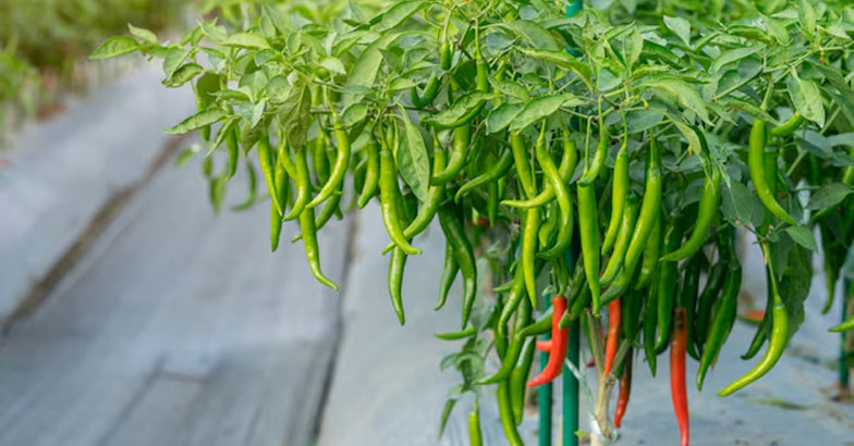 ഇലതീനീപ്പുഴുക്കളെ തുരത്തി പച്ചമുളക് വിളയിക്കാം