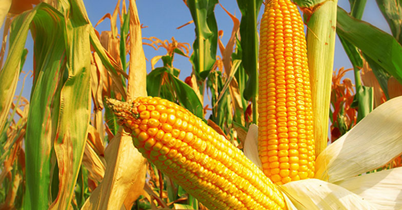 കണ്ണുകളുടെ ആരോഗ്യത്തിനും രക്തസമ്മര്‍ദം നിയന്ത്രിക്കാനും ചോളം 