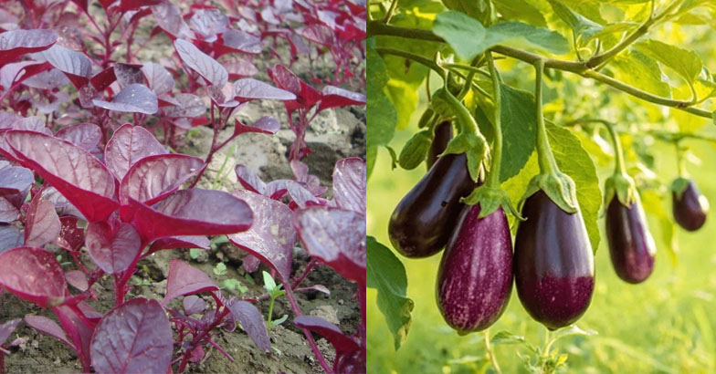 ചീരയിലയില്‍ വെള്ളപ്പൊട്ട്, വഴുതനയുടെ ഇളം തണ്ടുകള്‍ വാടുന്നു: പ്രതിരോധമിങ്ങനെ വേണം