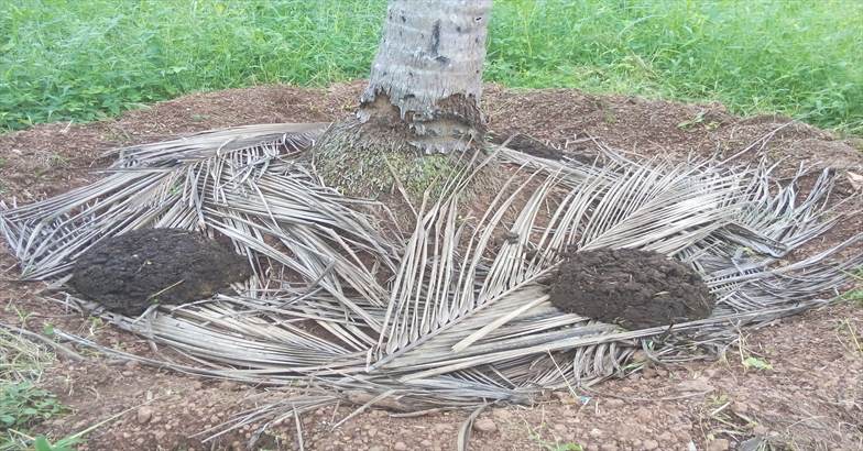 വിലക്കയറ്റം കണ്ടു സന്തോഷിച്ചിട്ടു കാര്യമില്ല;  തേങ്ങ വിളയാന്‍ നല്ല പരിചരണം നല്‍കണം