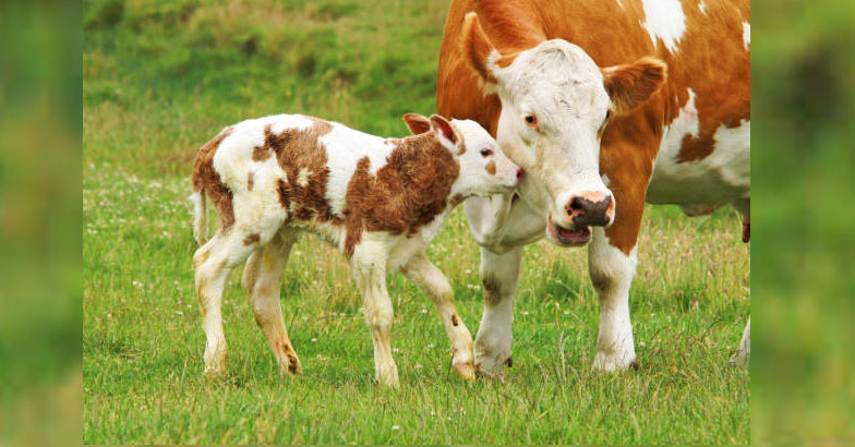 മികച്ച കറവ പശുക്കളെ ലഭിക്കാന്‍ ശാസ്ത്രീയ പരിചരണം