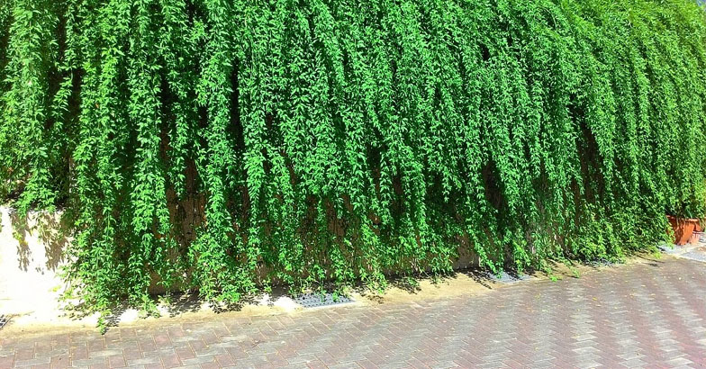 പ്രകൃതിയൊരുക്കിയ പച്ച കര്‍ട്ടന്‍: കര്‍ട്ടന്‍ ക്രീപ്പര്‍ പ്ലാന്റ് നടാം