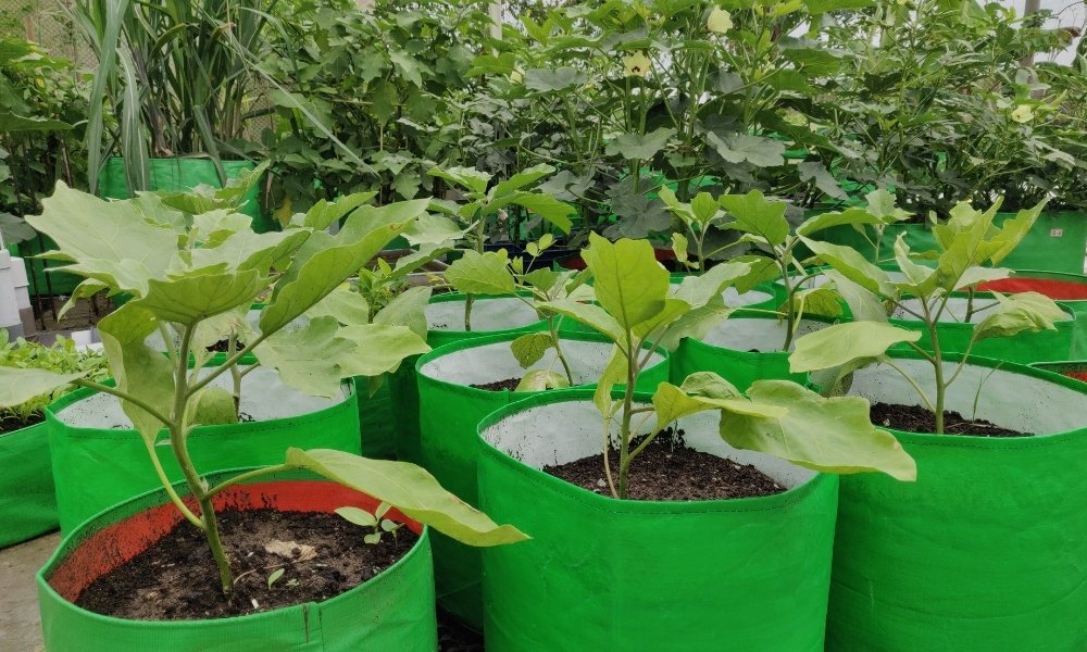 ഗ്രോബാഗില്‍ പച്ചക്കറി വളര്‍ത്താം: മണ്ണൊരുക്കുമ്പോള്‍ വേണം പ്രത്യേക ശ്രദ്ധ 