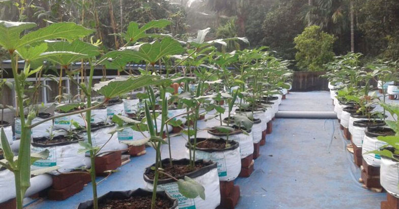 മഴ മാറിയാല്‍ ടെറസില്‍ കൃഷി തുടങ്ങാം; മികച്ച വിളവിന് പന്തലൊരുക്കാം