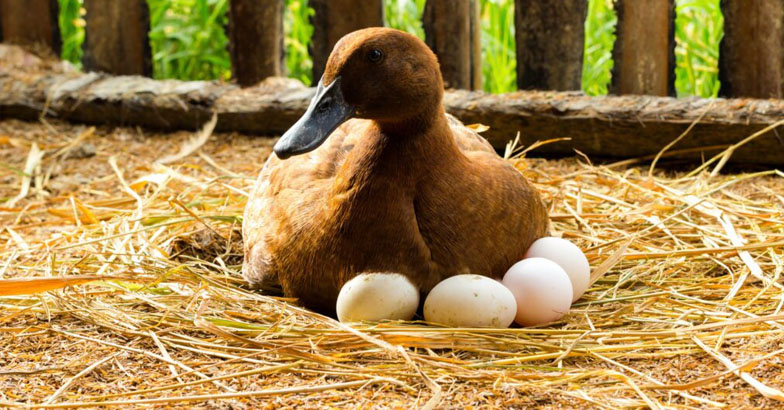 കോഴിയോ താറാവോ...മുട്ടയില്‍ കേമന്‍ ഏതാണ്