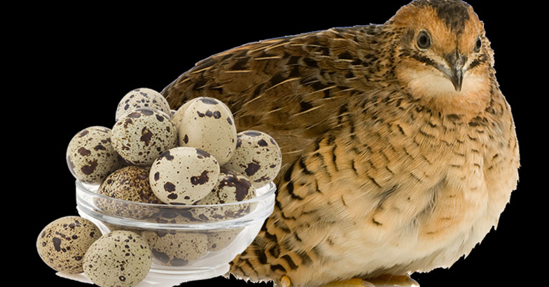 പോഷക സമ്പുഷ്ടമായ ഇറച്ചിയും മുട്ടയും; പരിചരണം എളുപ്പം -  കാടവളര്‍ത്തല്‍ തുടങ്ങാം