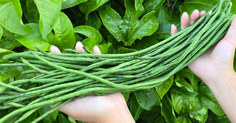 പയര്‍ ഇലപ്പേന്‍ : നിയന്ത്രിക്കാം സമ്മിശ്ര രീതിയിലൂടെ