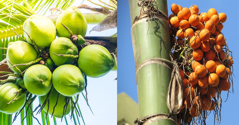 തുലാവര്‍ഷത്തിന് മുമ്പ് തെങ്ങിനും  കവുങ്ങിനും പ്രത്യേക പരിചരണം