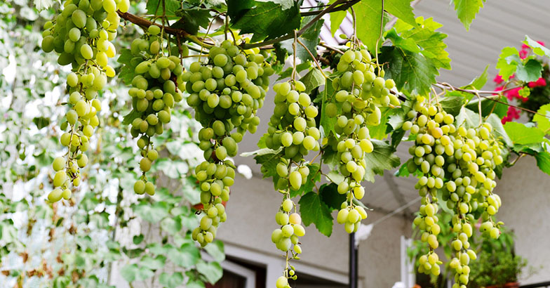 വീട്ടുമുറ്റത്തൊരു മുന്തിരിപ്പന്തല്‍