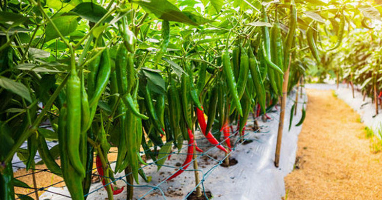 പച്ചമുളകിന്റെ പരിചരണത്തില്‍ ശ്രദ്ധിക്കേണ്ട കാര്യങ്ങള്‍