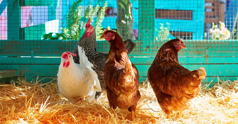 വേനല്‍ച്ചൂടില്‍ നിന്ന് കോഴികള്‍ക്ക് സംരക്ഷണം