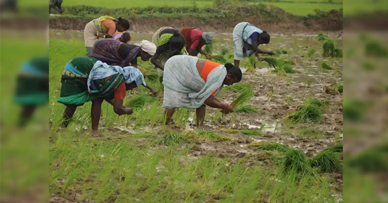 കാലാവസ്ഥ അധിഷ്ഠിത വിള ഇന്‍ഷുറന്‍സ് പദ്ധതി: ജനുവരി 15 വരെ അപേക്ഷിക്കാം