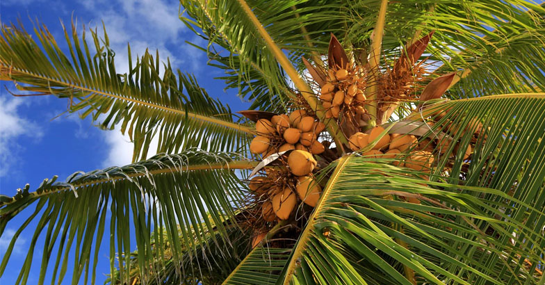 ഇഞ്ചിക്ക് മൂടു ചീയല്‍, തെങ്ങില്‍ കൂമ്പു ചീയല്‍;  പ്രതിരോധിക്കാം തുടക്കത്തില്‍ തന്നെ