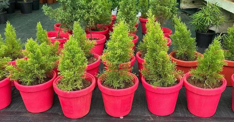 മനം കവരും ക്രിസ്മസ് ട്രീകളുമായി കൃഷി വകുപ്പ്