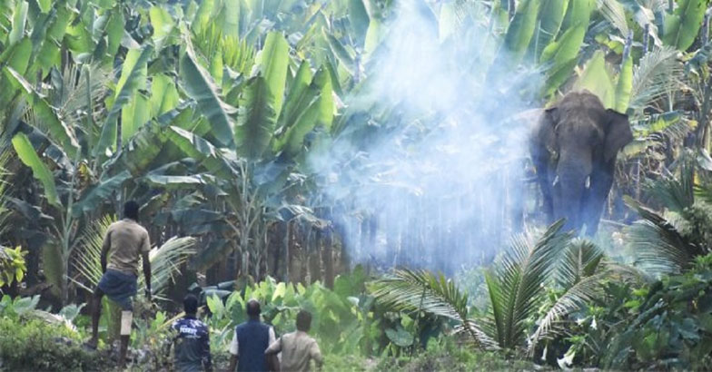 നാട്ടിലിറങ്ങുന്ന വന്യമൃഗങ്ങളെ വെടിവെച്ചു കൊല്ലാന്‍  അനുമതി വേഗത്തില്‍: നിയമ ഭേദഗതിയുമായി സര്‍ക്കാര്‍