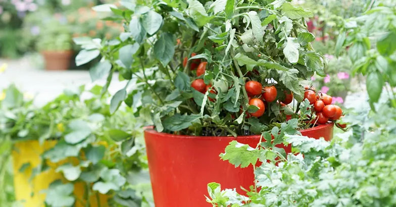 ഗ്രോബാഗിലെ തക്കാളിയില്‍ കാല്‍സ്യക്കുറവ്; പരിഹാരം ഇതാണ് 