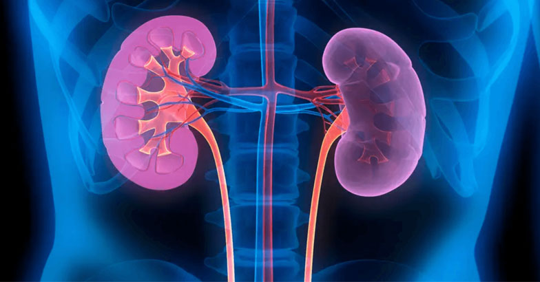 കിഡ്‌നിയെ സംരക്ഷിക്കാന്‍ കഴിക്കാം ഈ പഴങ്ങള്‍