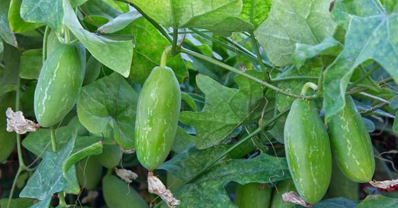 പന്തല്‍ നിറയെ കോവയ്ക്ക വിളയാന്‍ 