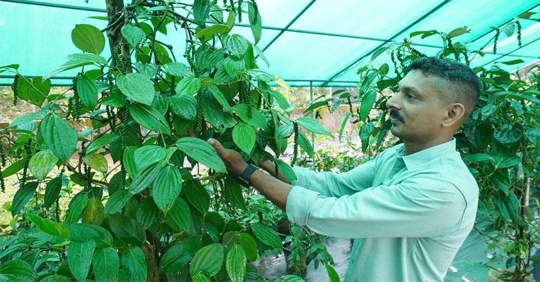 കുറ്റിക്കുരുമുളകിനെ കണ്ടു, ഇഷ്ടപ്പെട്ടു,  സംരംഭമാക്കി- കേരളം മുഴുവന്‍ വില്‍പ്പന