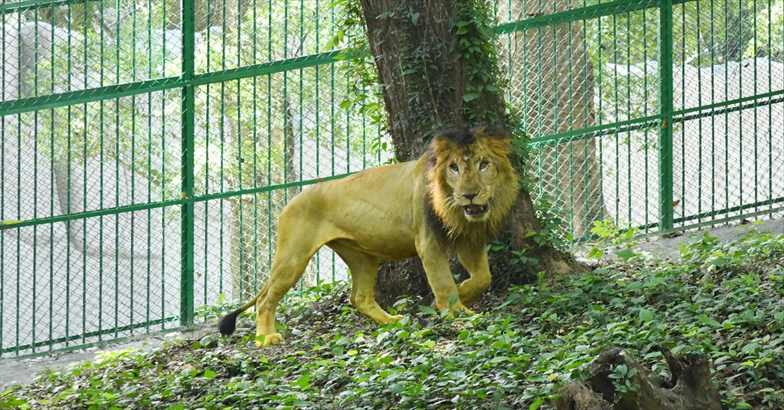  തിരുവനന്തപുരം മൃഗശാലയില്‍ പുതിയ സിംഹങ്ങള്‍ സന്ദര്‍ശകരെ ത്രസിപ്പിച്ച് ലിയോയും നൈലയും 