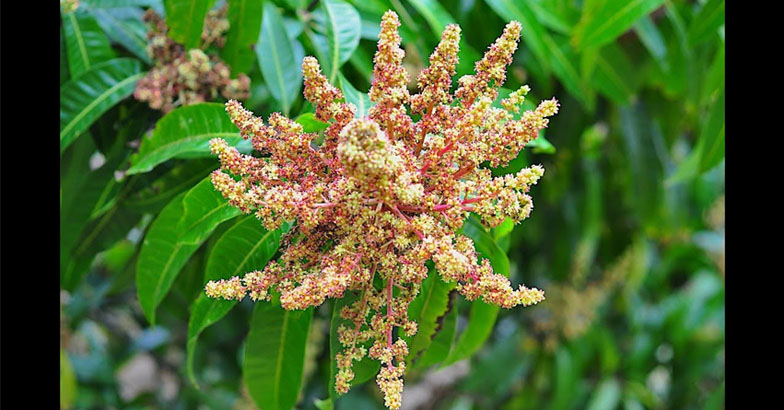 മാവ് പൂത്ത് തുടങ്ങുന്നു; വാഴയില്‍ ഇലതീനിപ്പുഴു -  പഴത്തോട്ടത്തില്‍ ശ്രദ്ധിക്കേണ്ട കാര്യങ്ങള്‍