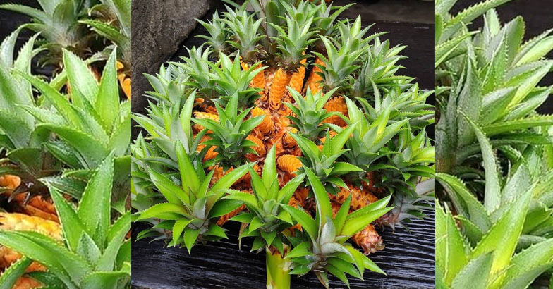 ഒരു ചെടിയില്‍ നൂറോളം പഴങ്ങള്‍: കാഴ്ചയില്‍ കൗതുകമായി മെഡൂസ പൈനാപ്പിള്‍