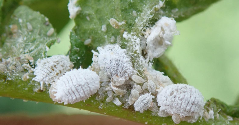 മീലി മൂട്ടയുടെ ആക്രമണം വ്യാപകമാകുന്നു; ജൈവ രീതിയില്‍ തുരത്താം 