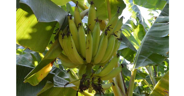 വാഴയില്‍ പിണ്ടിപ്പുഴുവും മാണം അഴുകലും - സ്വീകരിക്കാം പ്രതിരോധ നടപടികള്‍