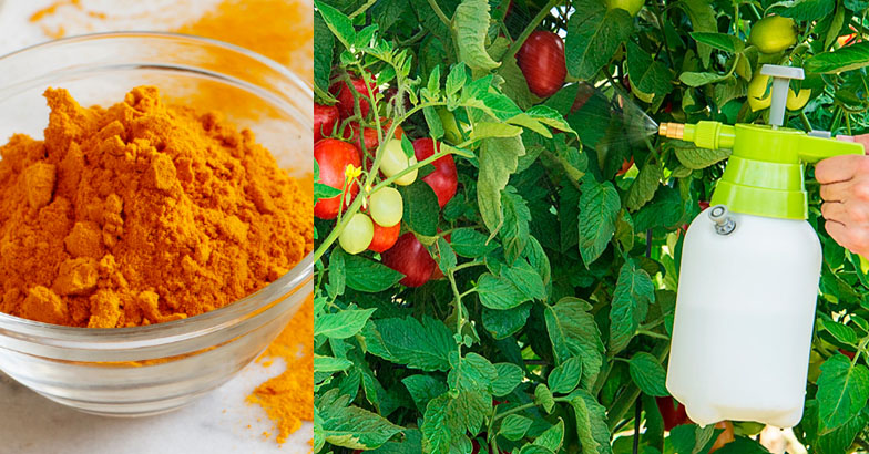 ചെടികള്‍ക്ക് പുതുജീവന്‍ ലഭിക്കാന്‍ മഞ്ഞള്‍പ്പൊടിക്കൊപ്പം ഇവ കൂടി ചേര്‍ക്കൂ