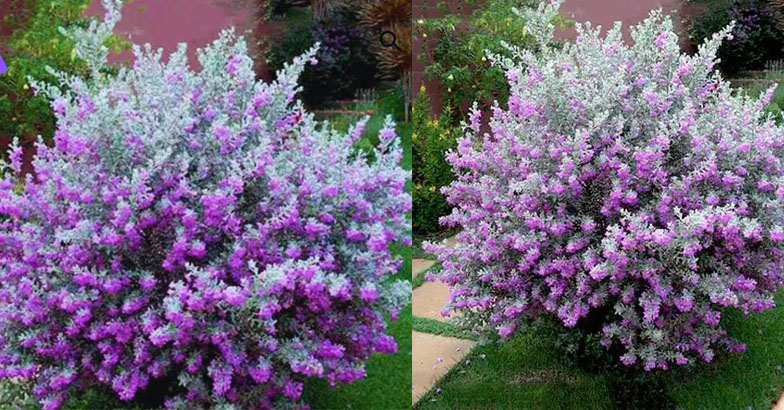 വേനലിലും പൂത്തുലയും നിക്കോഡിയ