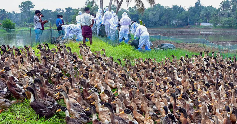 പക്ഷിപ്പനി:  മുട്ടയോ ഇറച്ചിയോ കഴിക്കുന്നതില്‍ ഭീതി വേണ്ട- ഇന്ത്യന്‍ വെറ്ററിനറി അസോസിയേഷന്‍