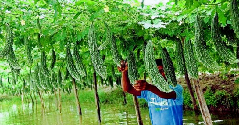 കീടങ്ങളുടെ ആക്രമണം രൂക്ഷം: പാവയ്ക്ക വിളവെടുക്കാന്‍ ആദ്യം  ചെയ്യേണ്ട കാര്യങ്ങള്‍