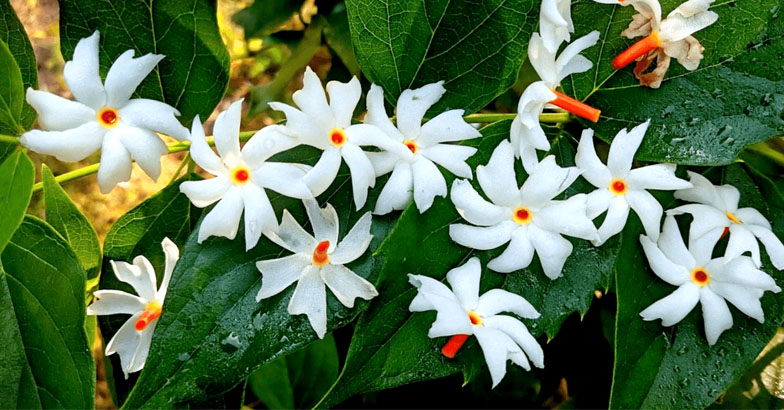 ഉദ്യാനത്തില്‍ പവിഴമല്ലി  പൂത്തുലയട്ടെ  