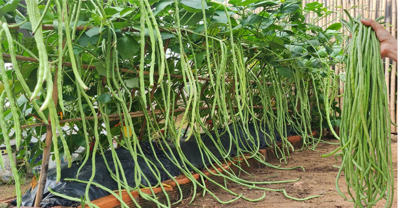 ഫംഗസ് ബാധയെ ശ്രദ്ധിക്കണം: പരിഹാര മാര്‍ഗങ്ങള്‍ ഇവയാണ് 