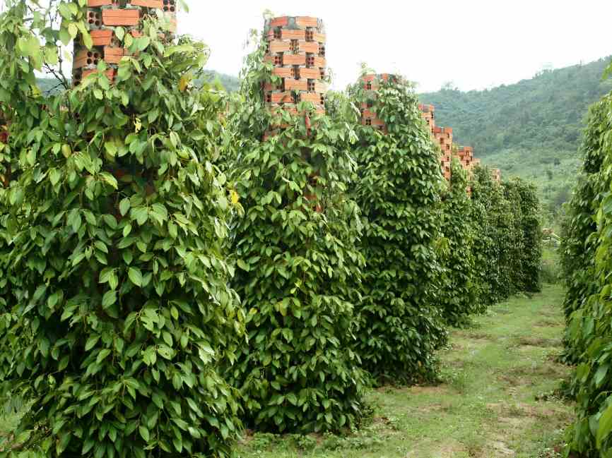 കനത്ത മഴയില്‍ നിന്നും കുരുമുളകിനെ രക്ഷിക്കാം