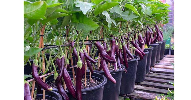 പൊട്ടാസ്യമില്ലെങ്കില്‍ വിളവുമില്ല; പച്ചക്കറികള്‍ കായ്ക്കാനും കരുത്തോടെ വളരാനും പൊട്ടാസ്യം