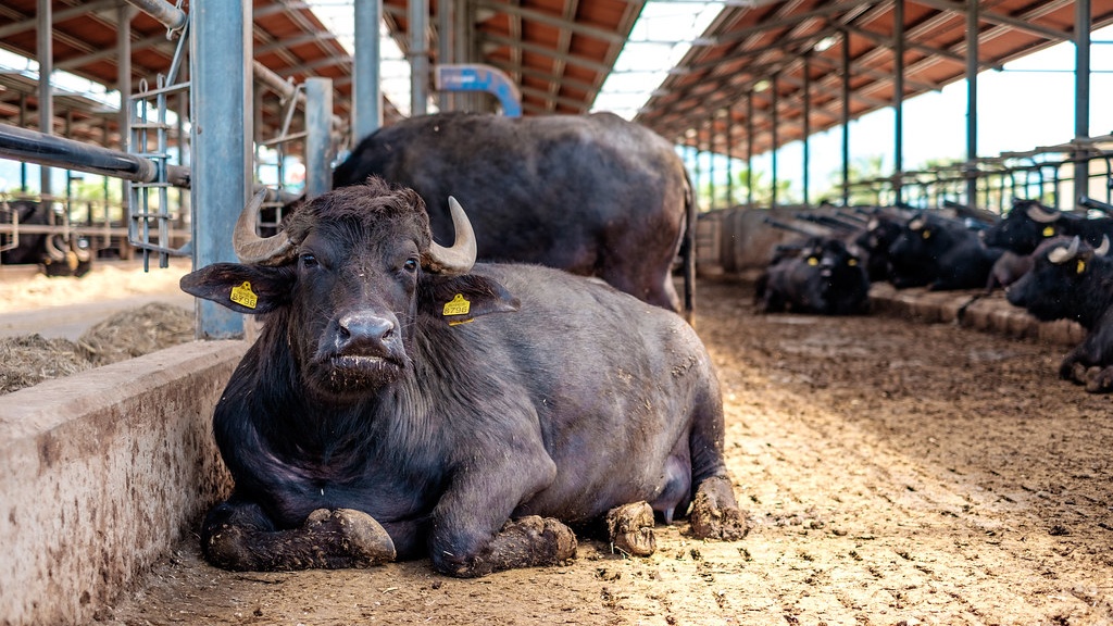 പോത്ത് വളര്‍ത്തല്‍: രോഗങ്ങളെ കരുതിയിരിക്കണം