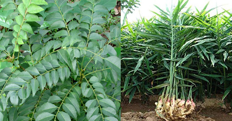 ഇഞ്ചിയുടെ തണ്ട് അഴുകല്‍, കറിവേപ്പ് ഇല നരയ്ക്കുന്നു, വാഴയ്ക്ക് തടതുരപ്പന്‍ ; ഈ കാലാവസ്ഥയില്‍ കര്‍ഷകര്‍ നേരിടുന്ന പ്രശ്‌നങ്ങള്‍ക്കുള്ള പരിഹാരം