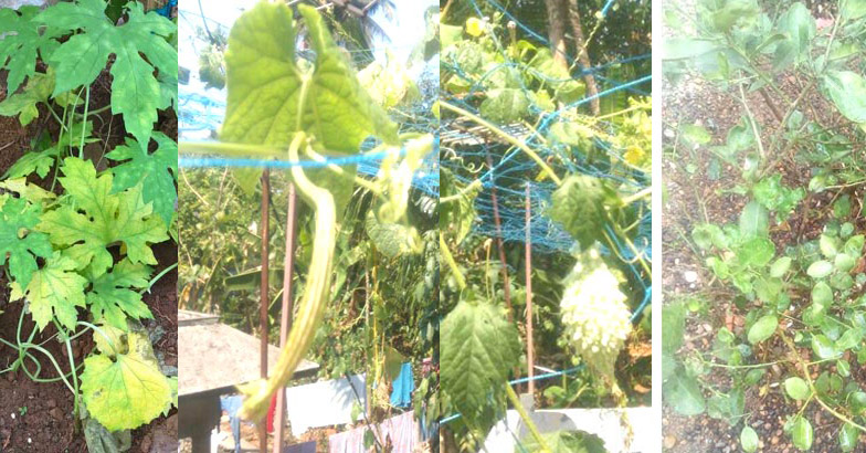 ഇലകള്‍ മഞ്ഞളിച്ചു ചെടികള്‍ വാടിത്തളരുന്നു: പരിഹാരം ഇതൊന്നു മാത്രം