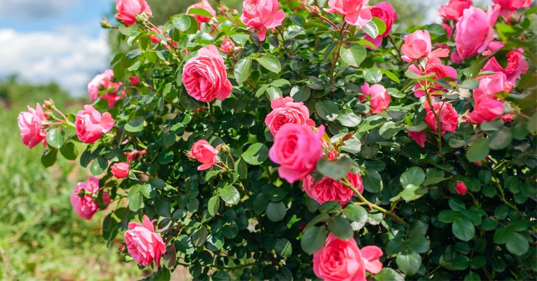 റോസാച്ചെടി പൂത്തുലയാന്‍ അത്ഭുത വളങ്ങള്‍