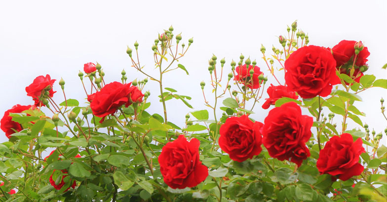 റോസച്ചെടികളുടെ  ഇലകളില്‍  കുരുടിപ്പ് 