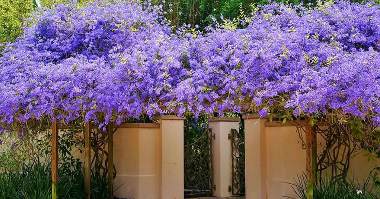 പൂന്തോട്ടത്തില്‍ വയലറ്റ് വസന്തം: ശലഭങ്ങളുടെ പ്രിയപ്പെട്ട പുഷ്പം: സാന്‍ഡ് പേപ്പര്‍ വൈന്‍