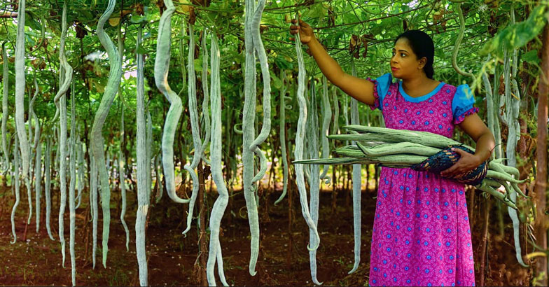 കുമിള്‍ രോഗവും കായീച്ചയും :  പന്തല്‍ വിളകളുടെ മഴക്കാല പരിചരണം