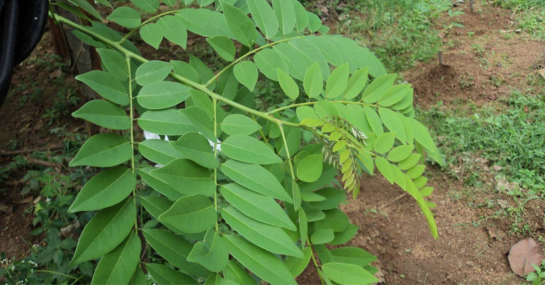 മുഞ്ഞയെ തുരത്താന്‍ ശീമക്കൊന്നയില ലായനി