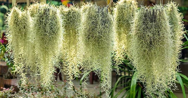 പൂന്തോട്ടത്തിന് അഴകായി മുത്തച്ഛന്റെ താടി; വേരില്ലാച്ചെടി വളര്‍ത്താം