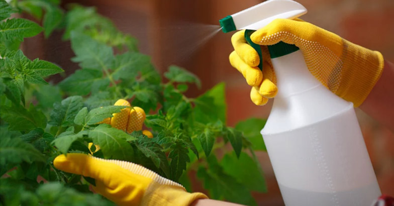 വേനല്‍ക്കാല കൃഷിയില്‍ വിജയം കാണാന്‍ സ്യൂഡോമോണസ് 